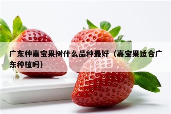 广东种嘉宝果树什么品种最好（嘉宝果适合广东种植吗）