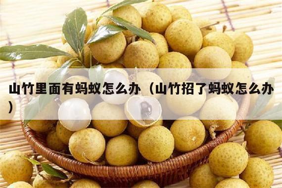 山竹里面有蚂蚁怎么办（山竹招了蚂蚁怎么办）