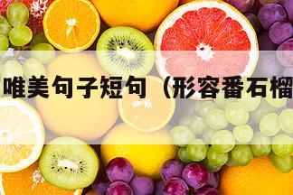 番石榴的唯美句子短句（形容番石榴的优美语句）