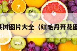 红毛丹果树图片大全（红毛丹开花图片大全）