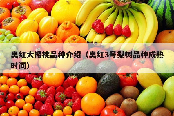 奥红大樱桃品种介绍（奥红3号梨树品种成熟时间）