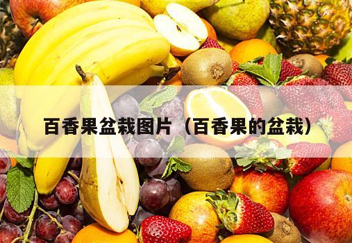 百香果盆栽图片（百香果的盆栽）