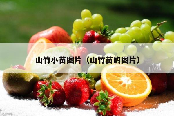 山竹小苗图片（山竹苗的图片）