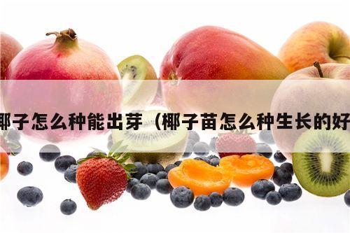 椰子怎么种能出芽（椰子苗怎么种生长的好）