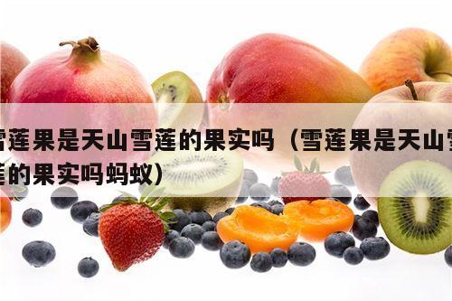 雪莲果是天山雪莲的果实吗（雪莲果是天山雪莲的果实吗蚂蚁）