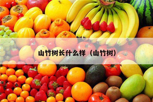 山竹树长什么样（山竹树）