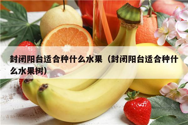 封闭阳台适合种什么水果（封闭阳台适合种什么水果树）