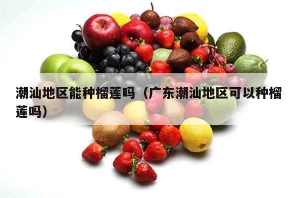 潮汕地区能种榴莲吗（广东潮汕地区可以种榴莲吗）