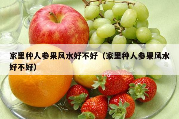 家里种人参果风水好不好（家里种人参果风水好不好）