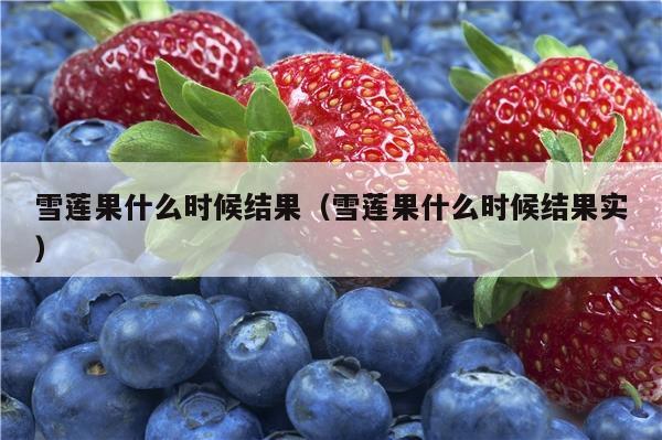 雪莲果什么时候结果（雪莲果什么时候结果实）
