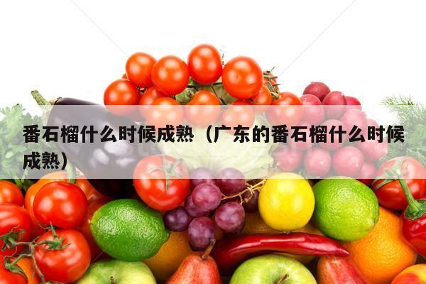 番石榴什么时候成熟（广东的番石榴什么时候成熟）