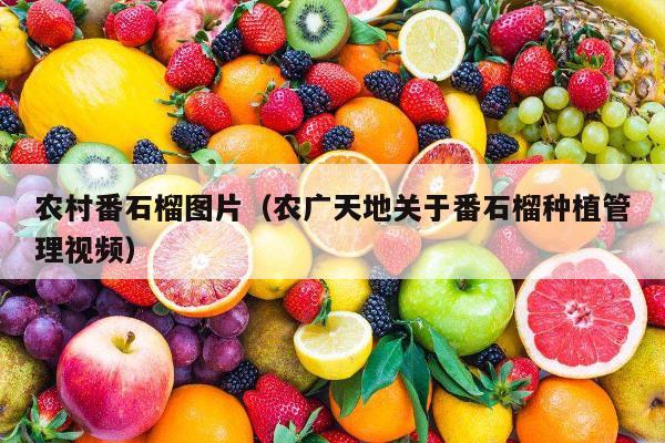 农村番石榴图片（农广天地关于番石榴种植管理视频）