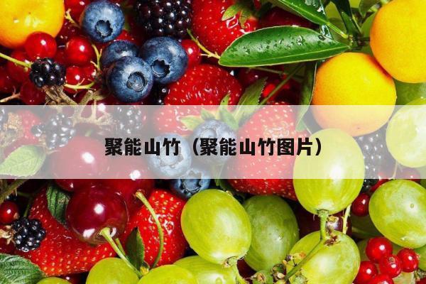 聚能山竹（聚能山竹图片）