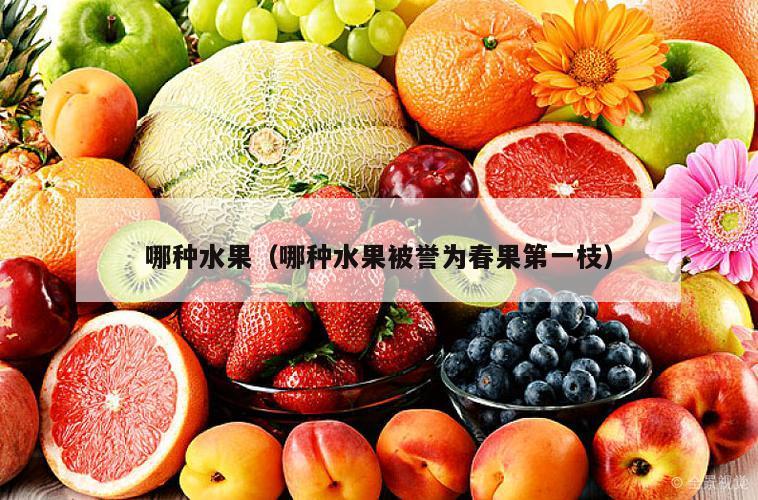 哪种水果（哪种水果被誉为春果第一枝）