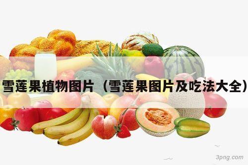 雪莲果植物图片（雪莲果图片及吃法大全）