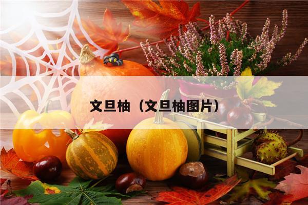 文旦柚（文旦柚图片）