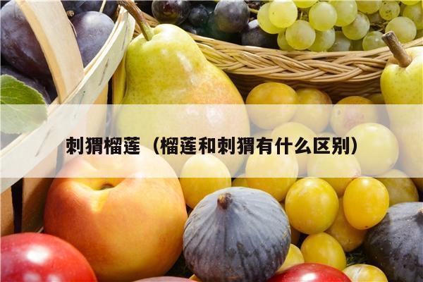 刺猬榴莲（榴莲和刺猬有什么区别）