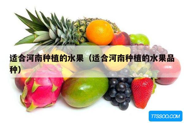 适合河南种植的水果（适合河南种植的水果品种）