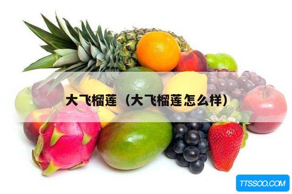 大飞榴莲（大飞榴莲怎么样）