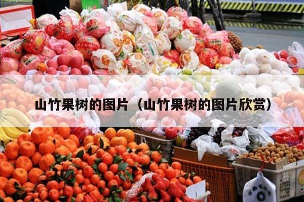 山竹果树的图片（山竹果树的图片欣赏）
