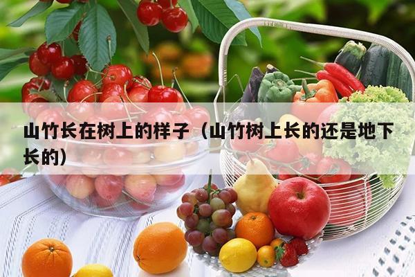 山竹长在树上的样子（山竹树上长的还是地下长的）