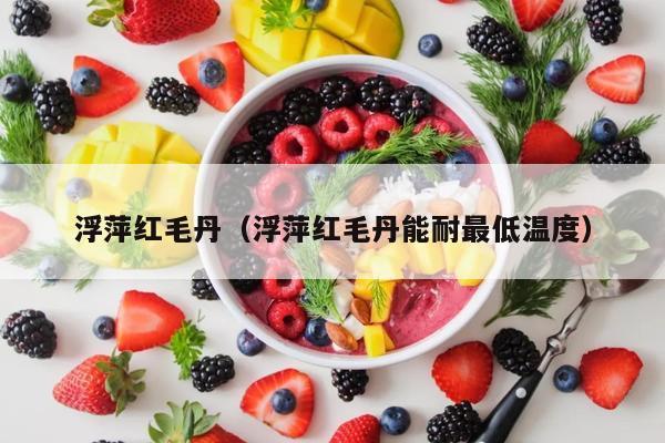 浮萍红毛丹（浮萍红毛丹能耐最低温度）