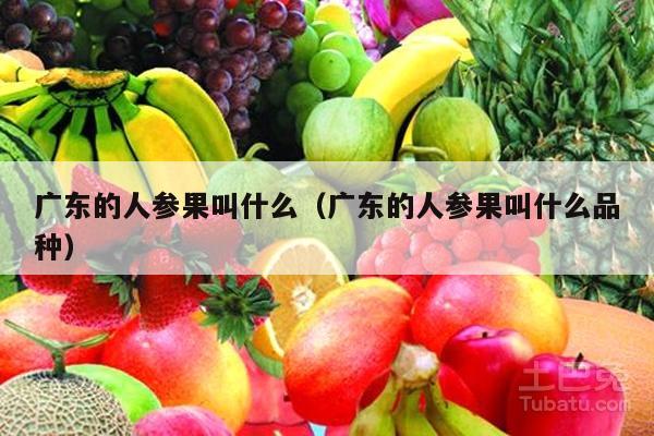 广东的人参果叫什么（广东的人参果叫什么品种）