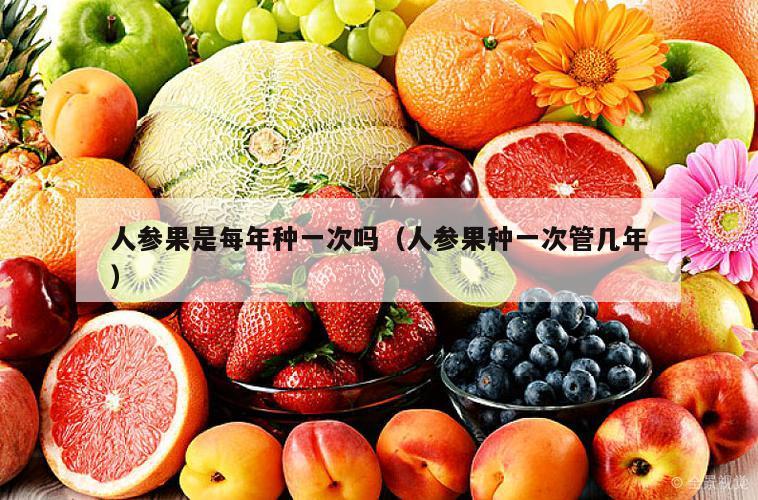 人参果是每年种一次吗（人参果种一次管几年）
