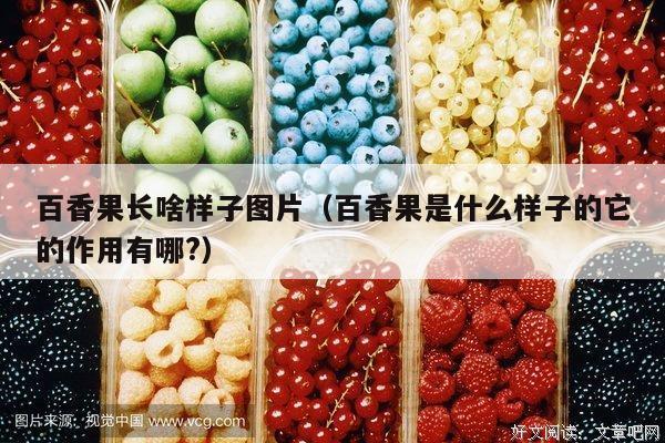 百香果长啥样子图片（百香果是什么样子的它的作用有哪?）