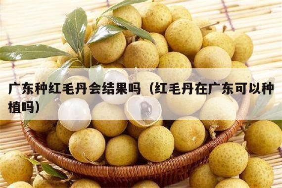 广东种红毛丹会结果吗（红毛丹在广东可以种植吗）